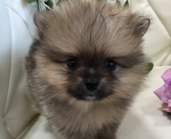 ポメラニアン　男の子　小ぶり
