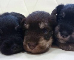 ミニチュアシュナウザー　仔犬販売