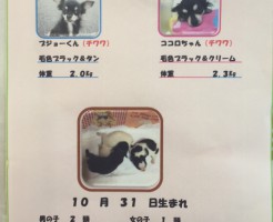 チワワ　出産　自家繁殖