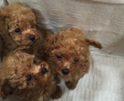 ティーカッププードル