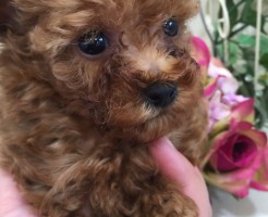 トイプードル　レッド　ティーカップサイズ