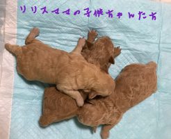 トイプードル　アプリコット　仔犬販売