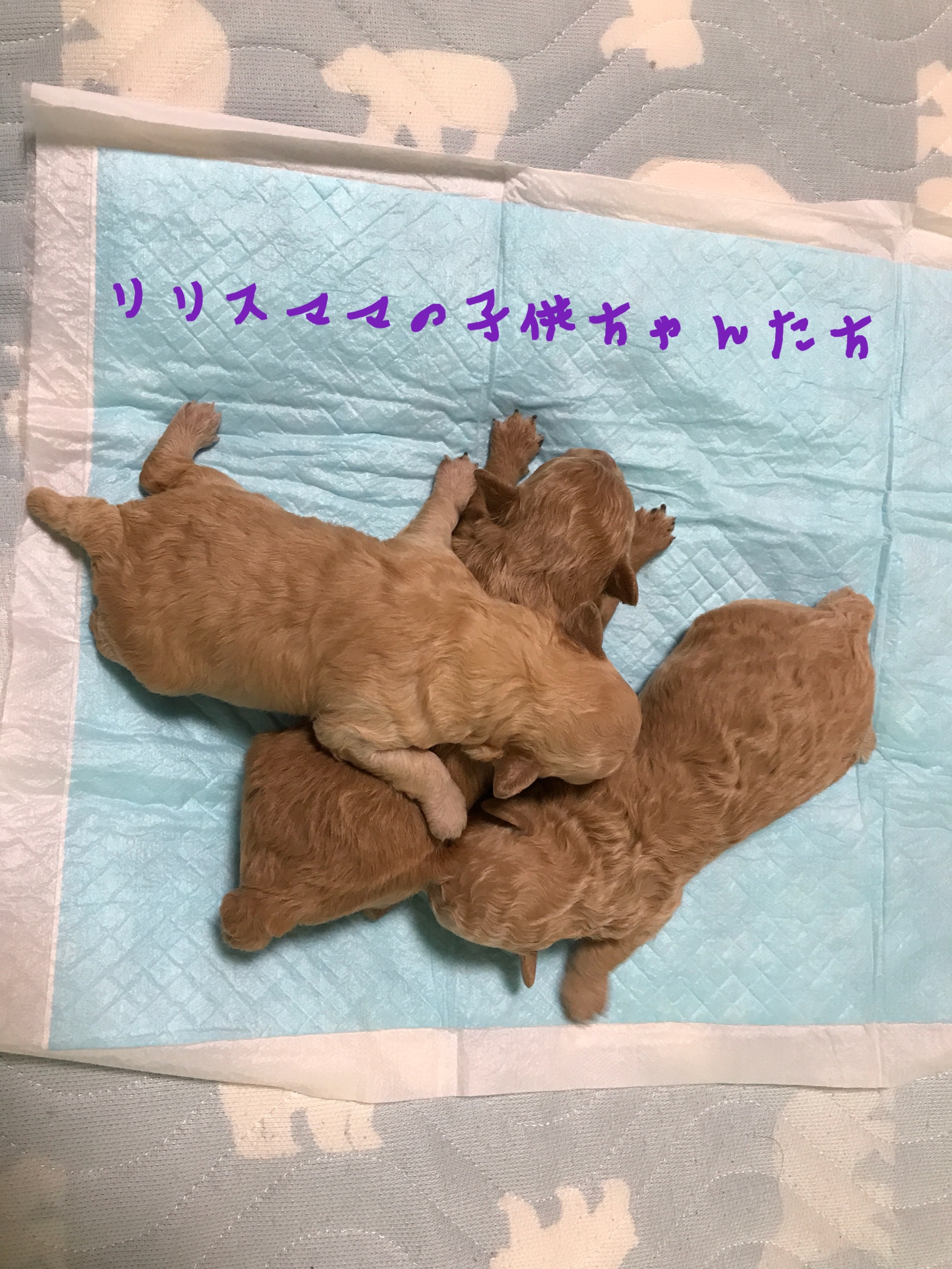 トイプードル アプリコット 仔犬販売