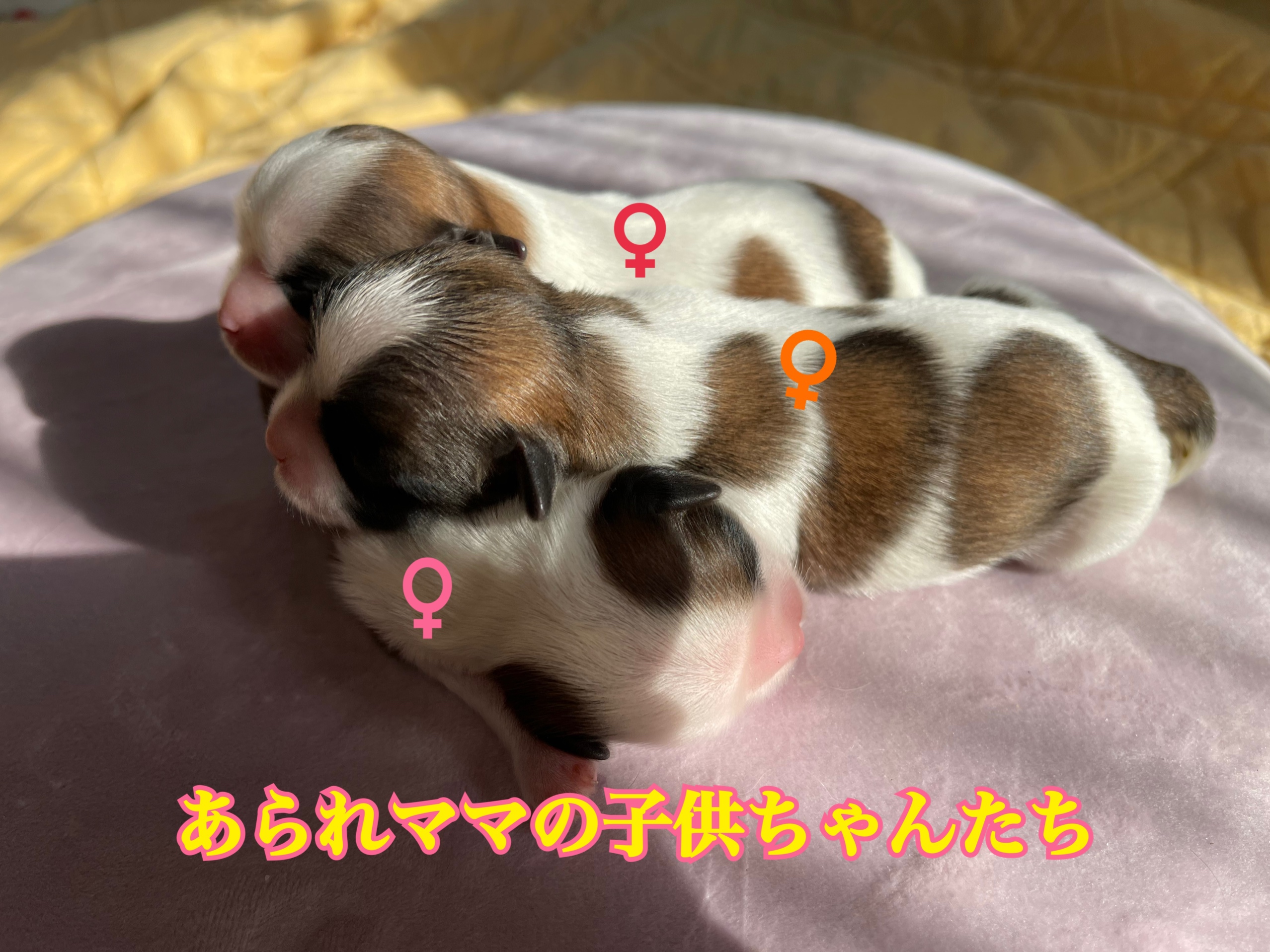 ミックス犬 マルシー マルチーズ シーズー 自家繁殖 仔犬販売