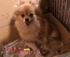 ポメラニアン　オレンジ　出産　仔犬