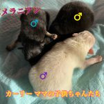 ポメラニアン 仔犬販売