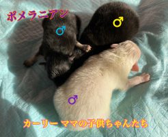 ポメラニアン　仔犬販売