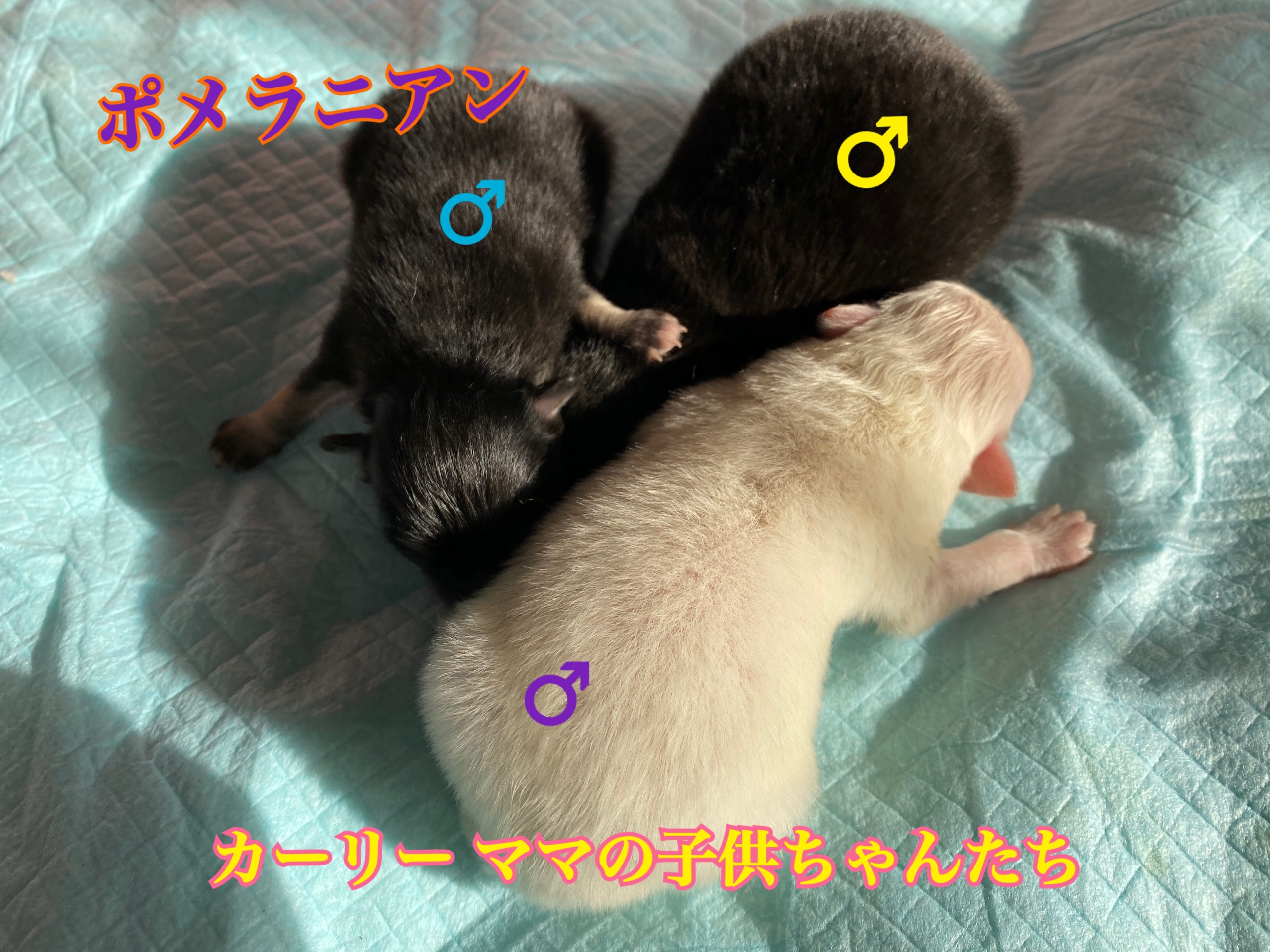 ポメラニアン 仔犬販売