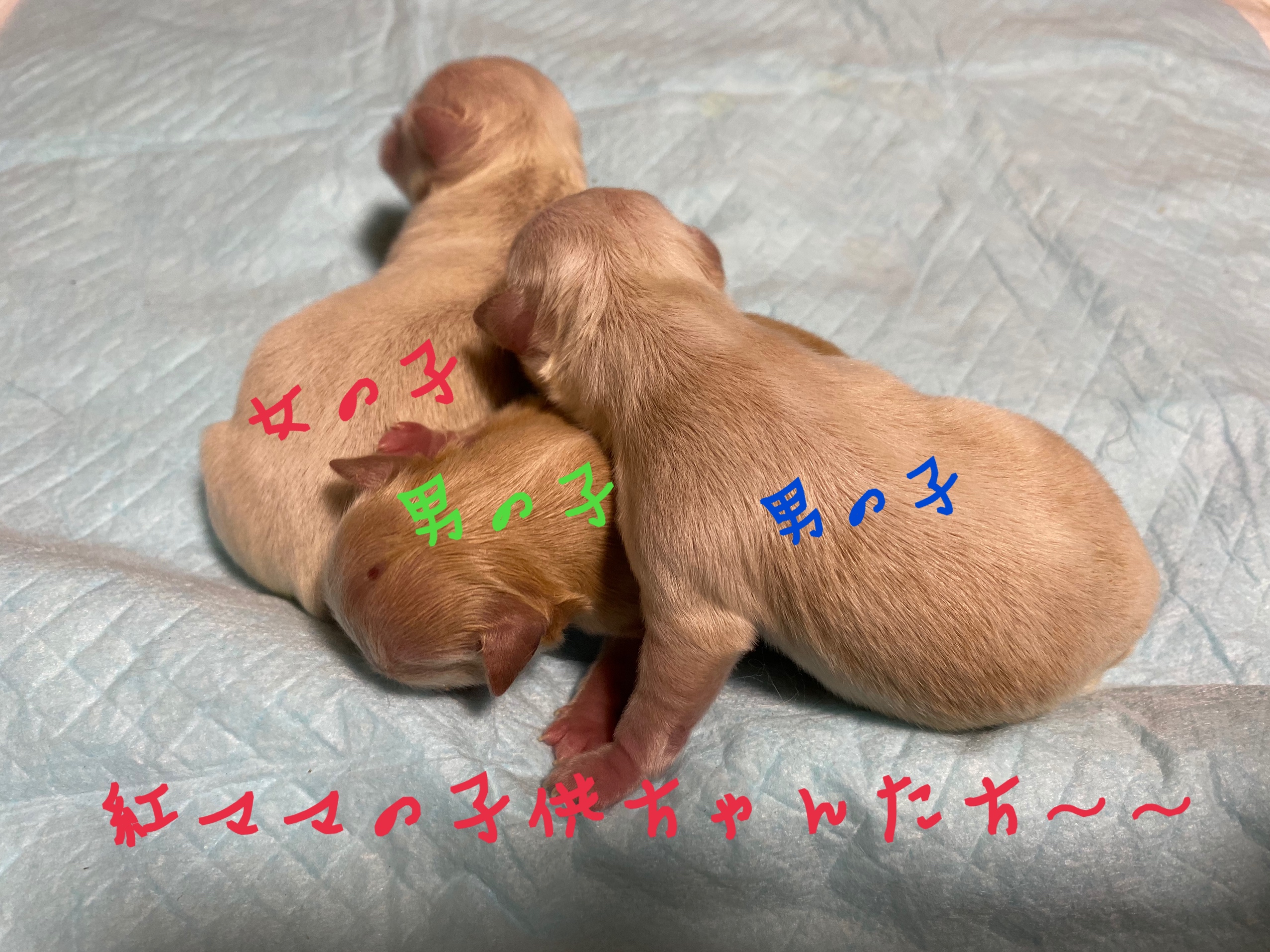 チワワ クリーム 仔犬販売 自家繁殖