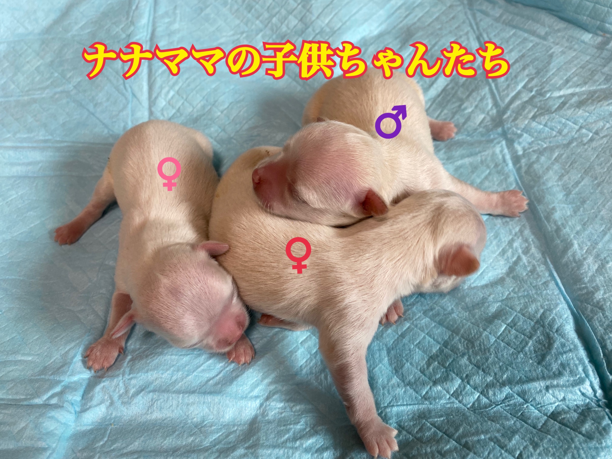 チワワ クリーム 仔犬販売