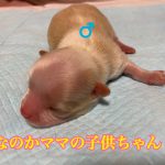 チワワ 男の子 クリーム