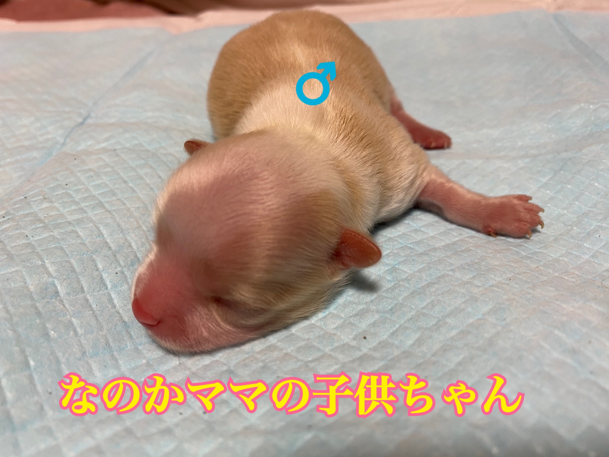 チワワ 男の子 クリーム