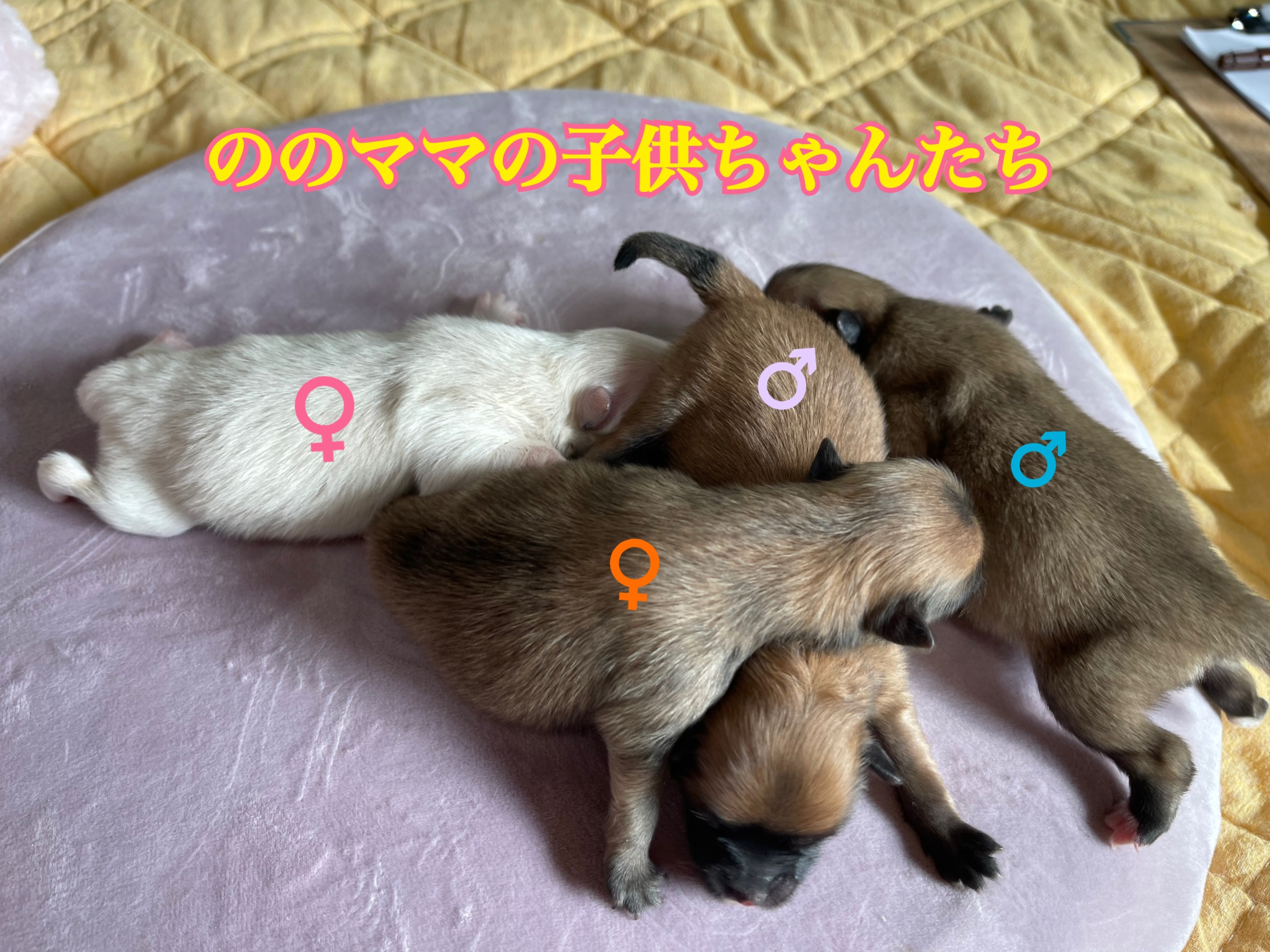 ポメラニアン 自家繁殖 仔犬