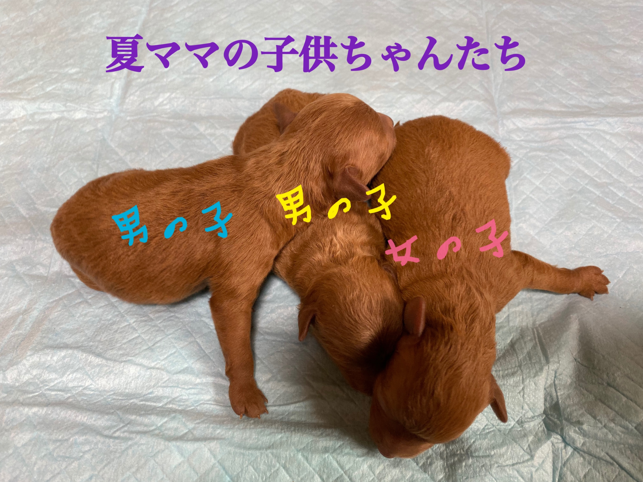レッド 自家繁殖