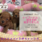 トイプードル 子犬販売 女の子