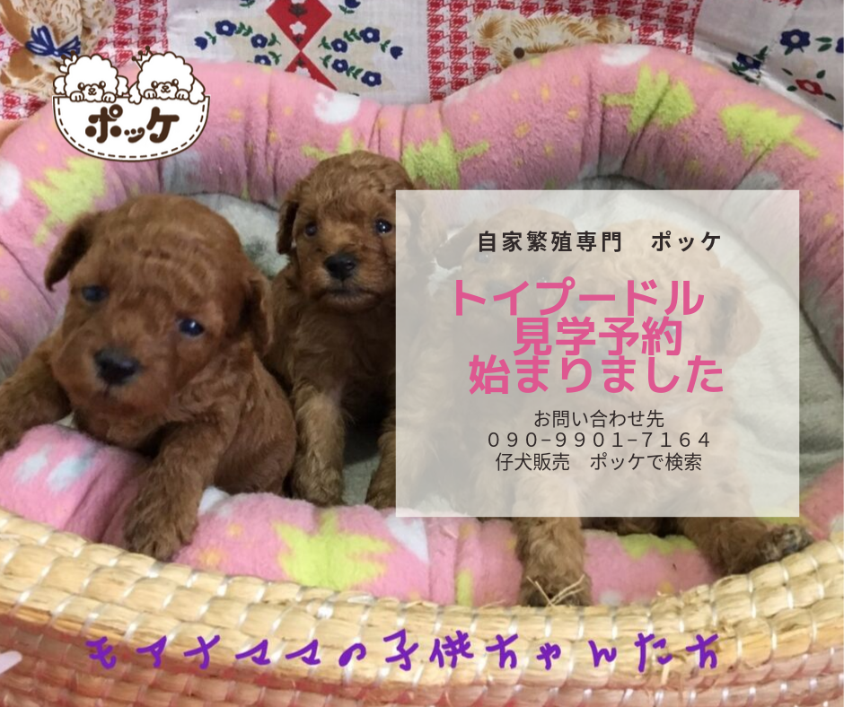 トイプードル 子犬販売 女の子