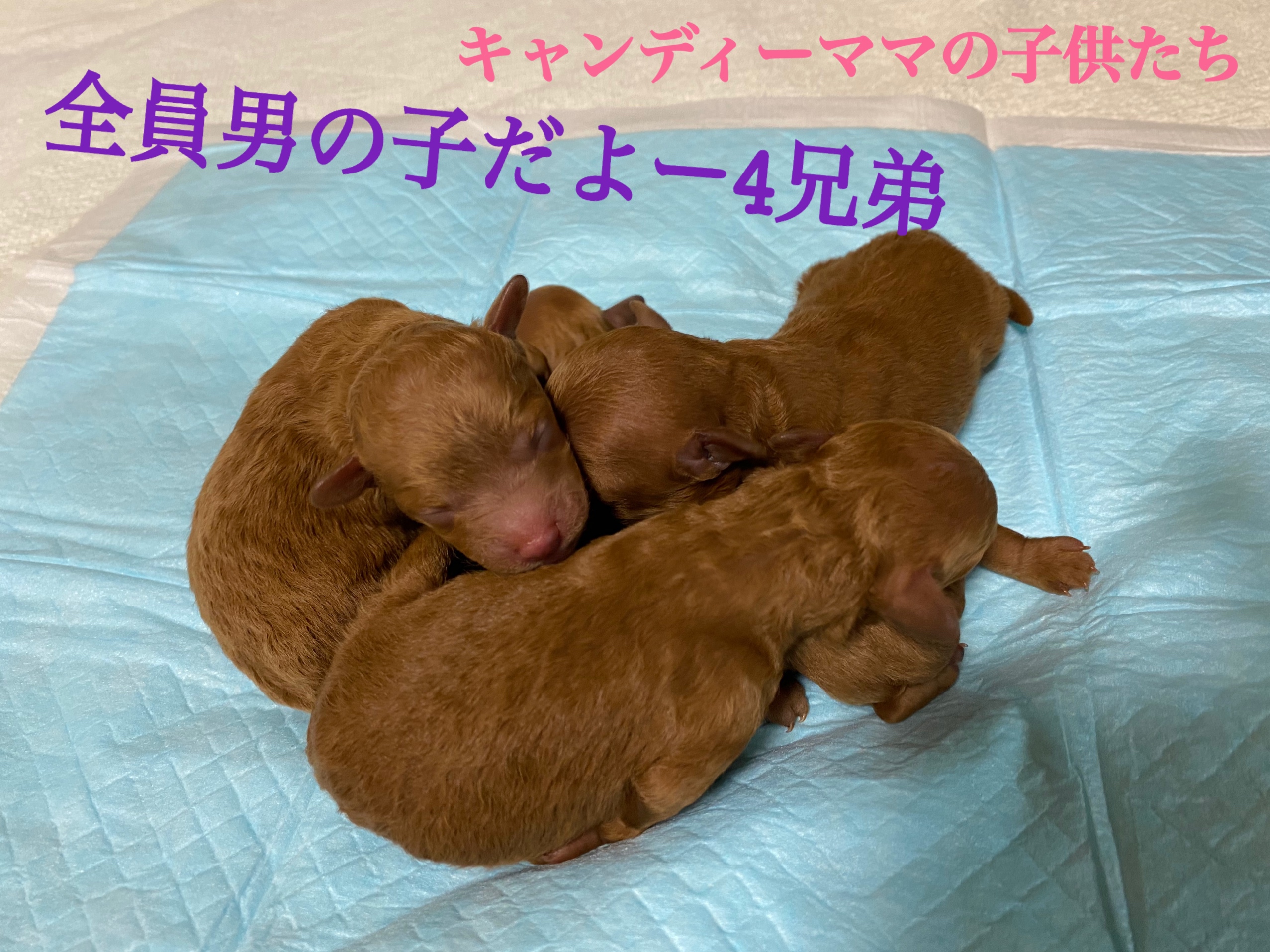 トイプードル レッド 仔犬販売 仔犬 自家繁殖