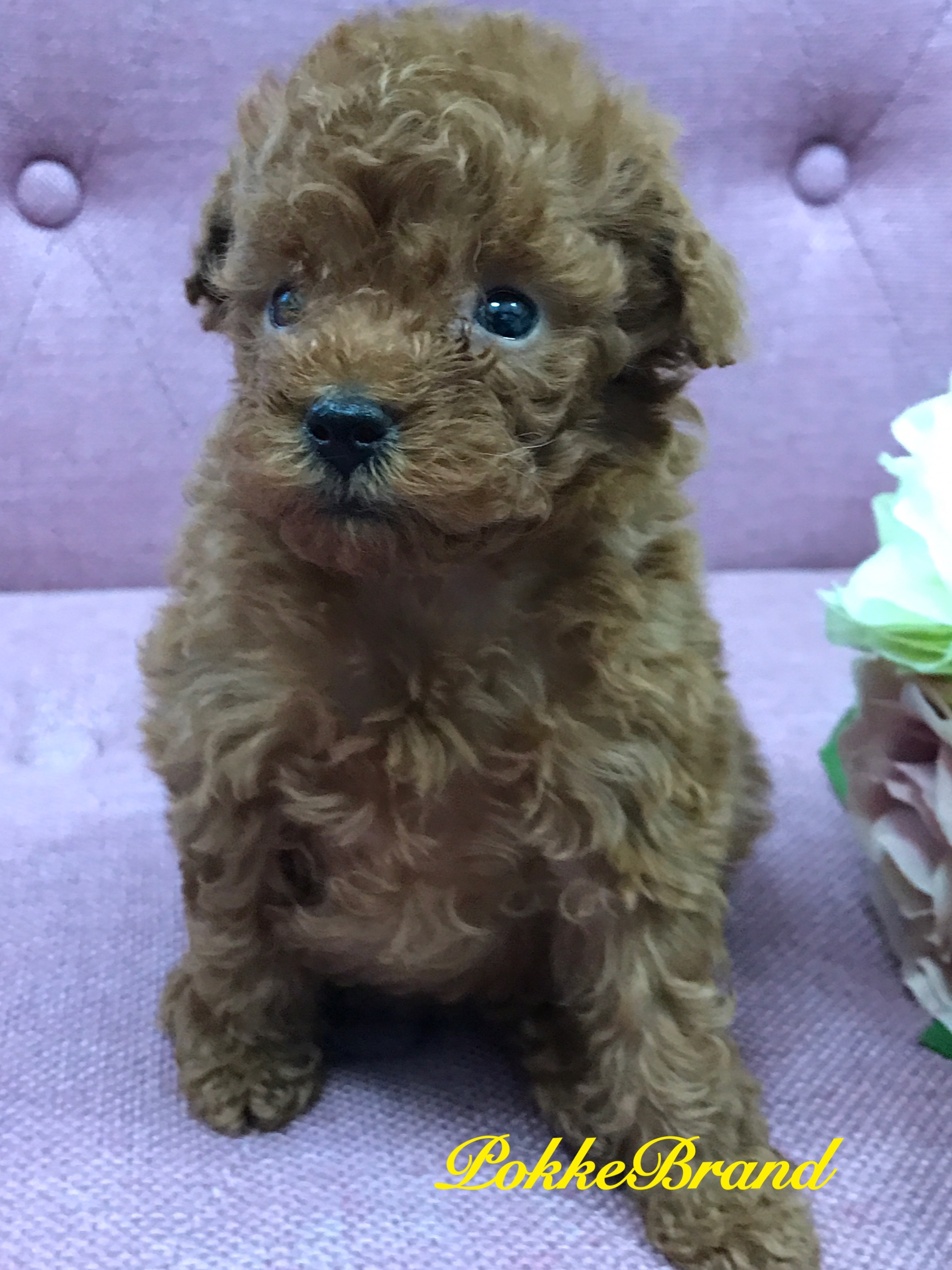 トイプードル レッド ティーカップサイズ 女の子 レッド