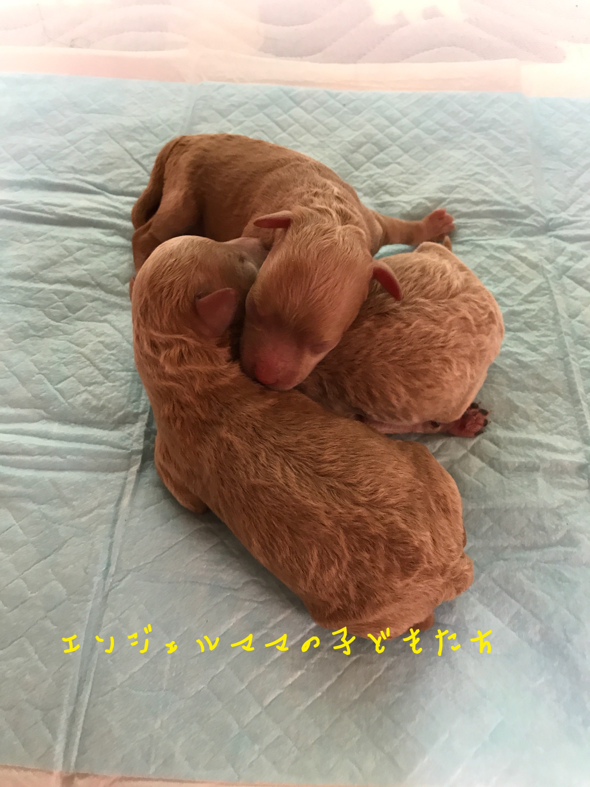 トイプードル 仔犬販売 自家繁殖