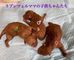 レッド　仔犬販売　自家繁殖専門