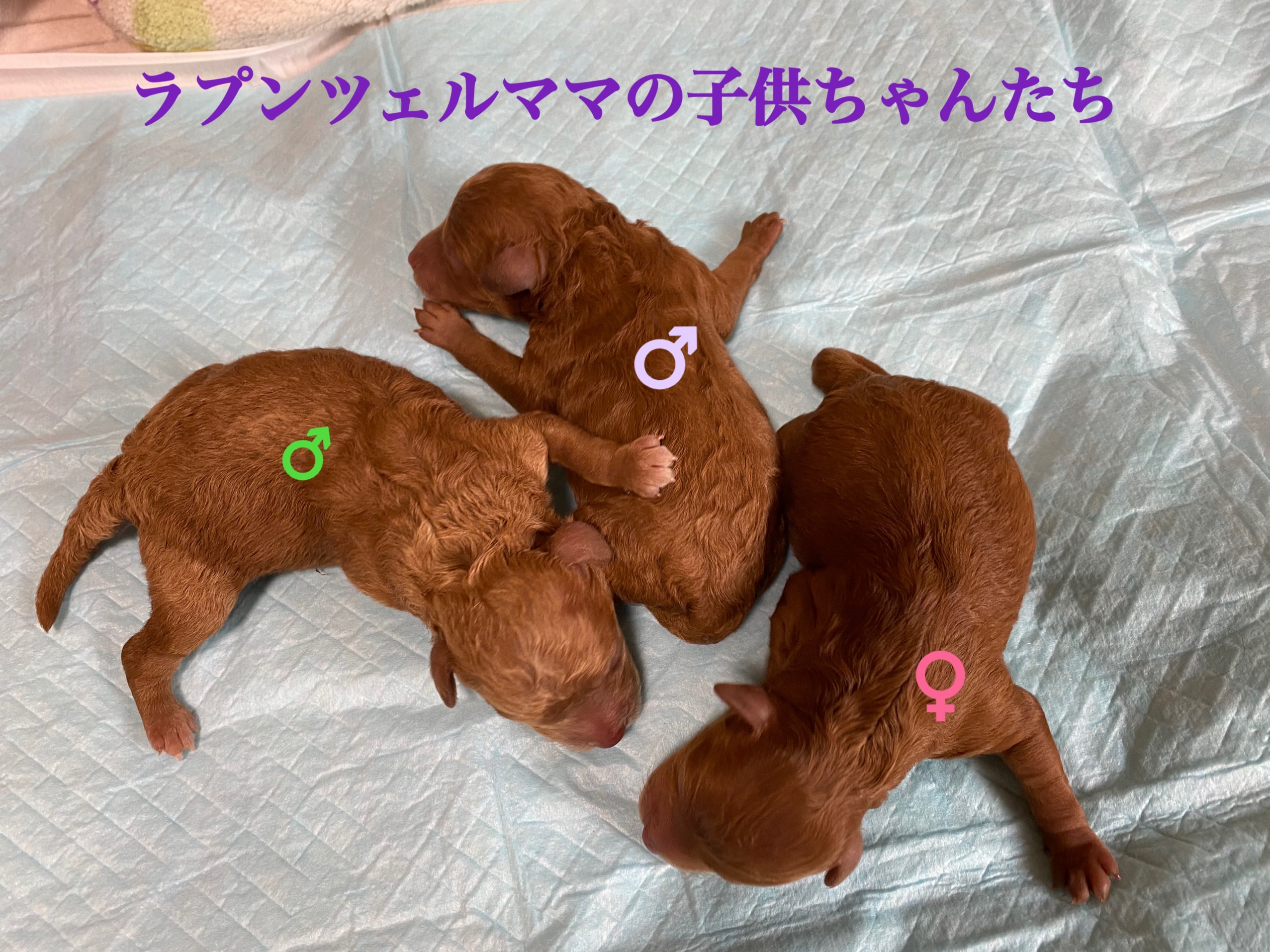 レッド 仔犬販売 自家繁殖専門