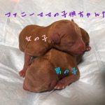 トイプードル レッド 仔犬販売