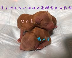 トイプードル　レッド　仔犬販売