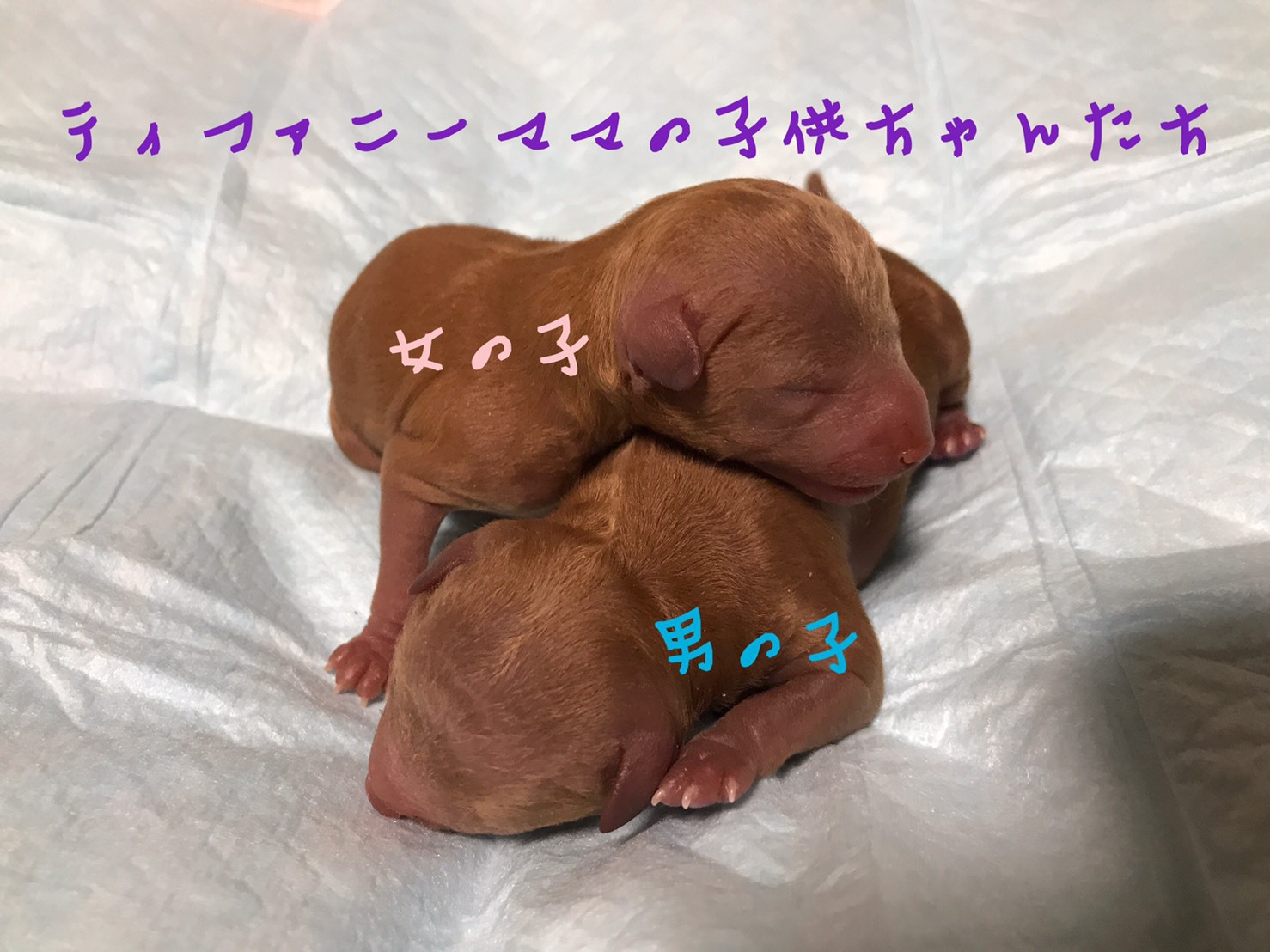 トイプードル レッド 仔犬販売