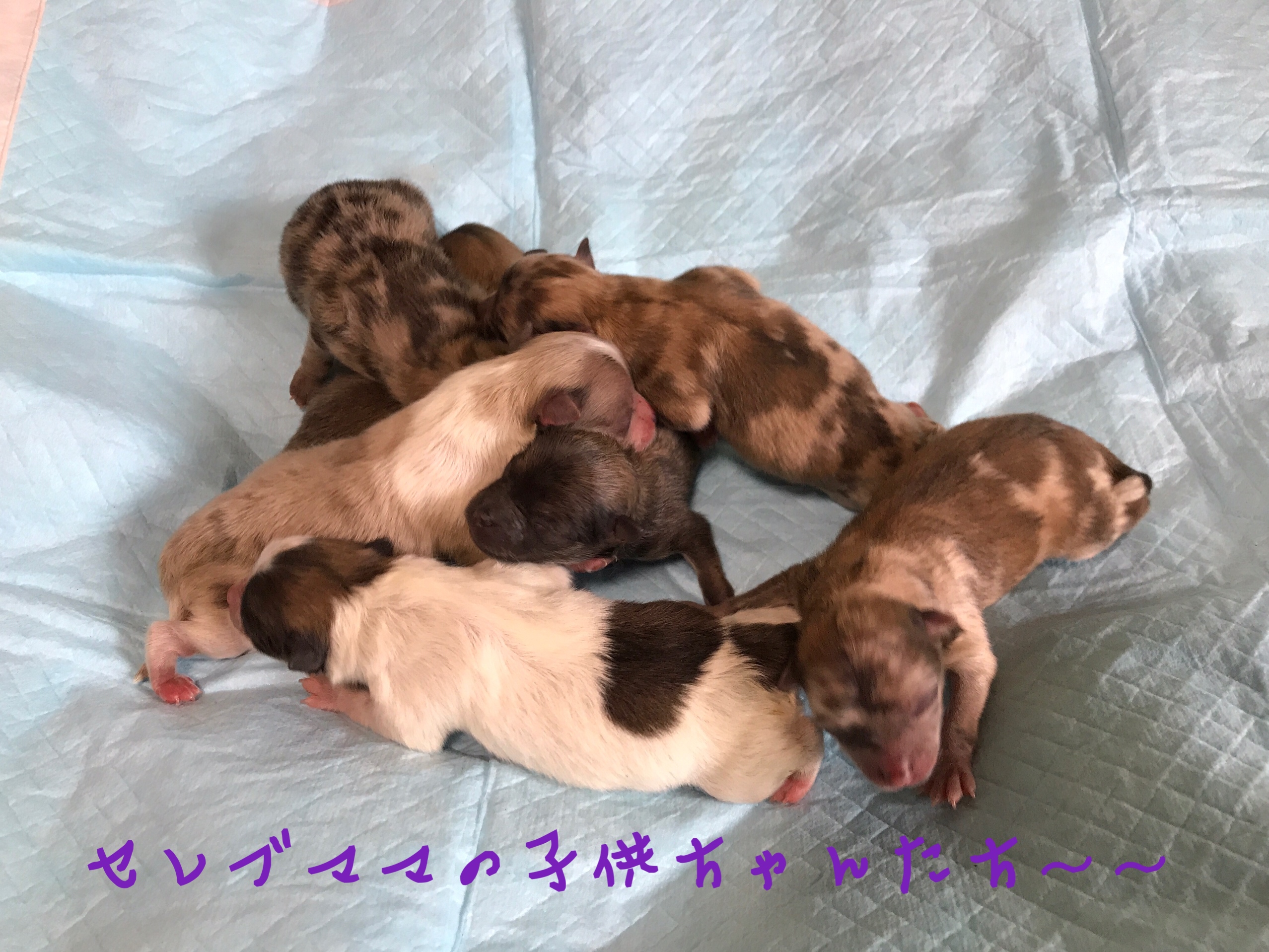 ポメラニアン チョコマーブル 仔犬販売