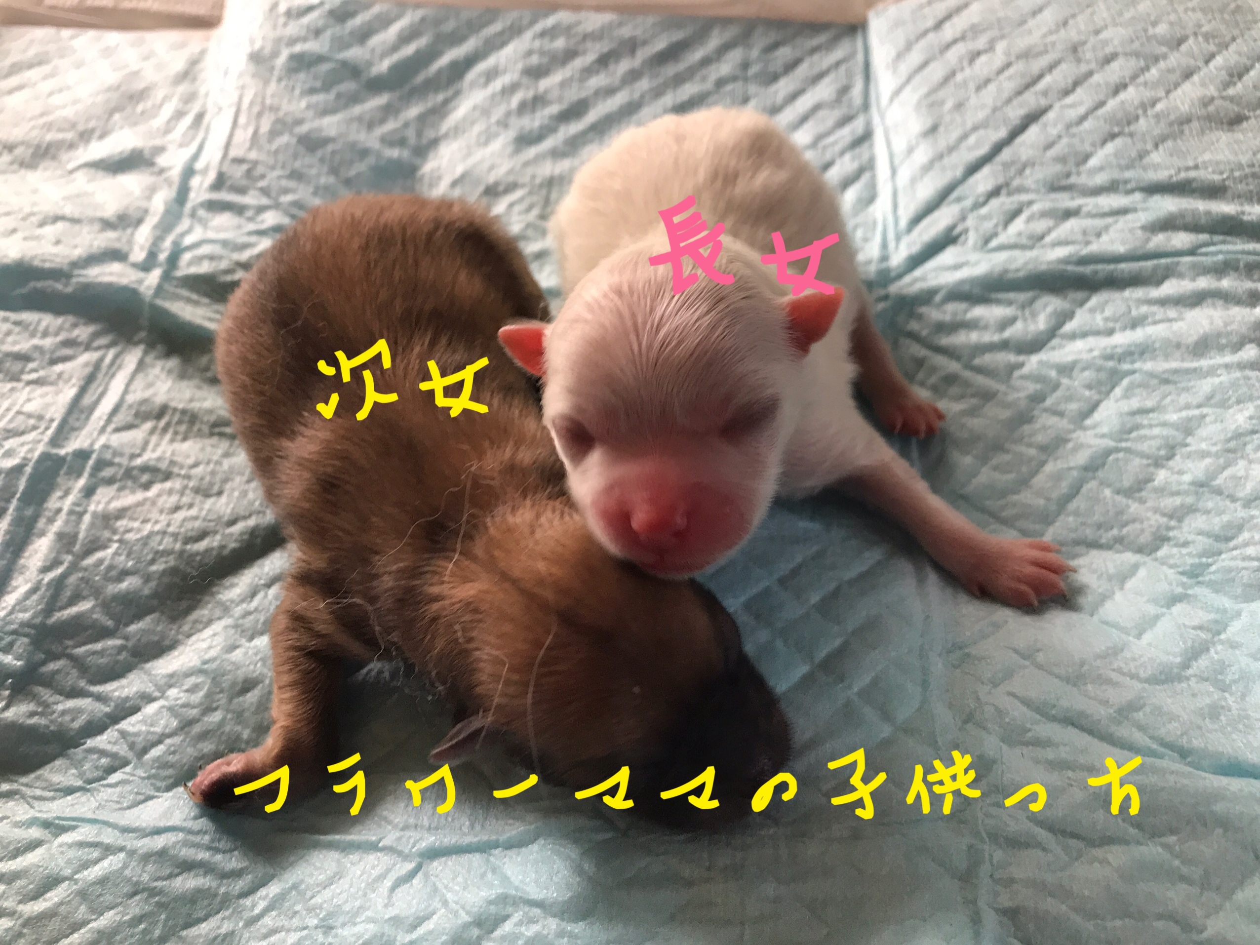 ポメラニアン 子犬