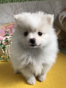 ポメラニアン　仔犬販売　自家繁殖