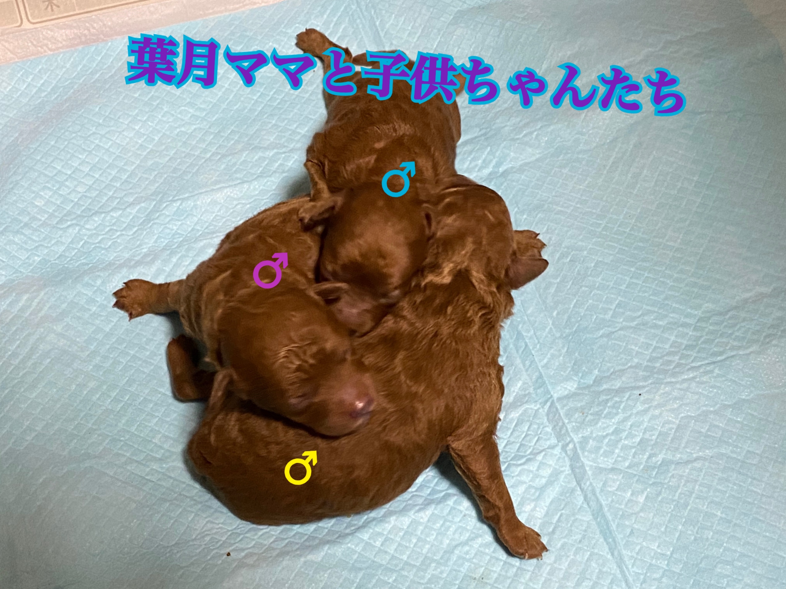 トイプードル 小ぶりサイズ 男の子