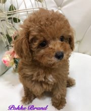 トイプードル 男の子 アプリコット