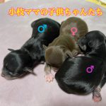 チワワ 自家繁殖 仔犬 チョコレート&タン