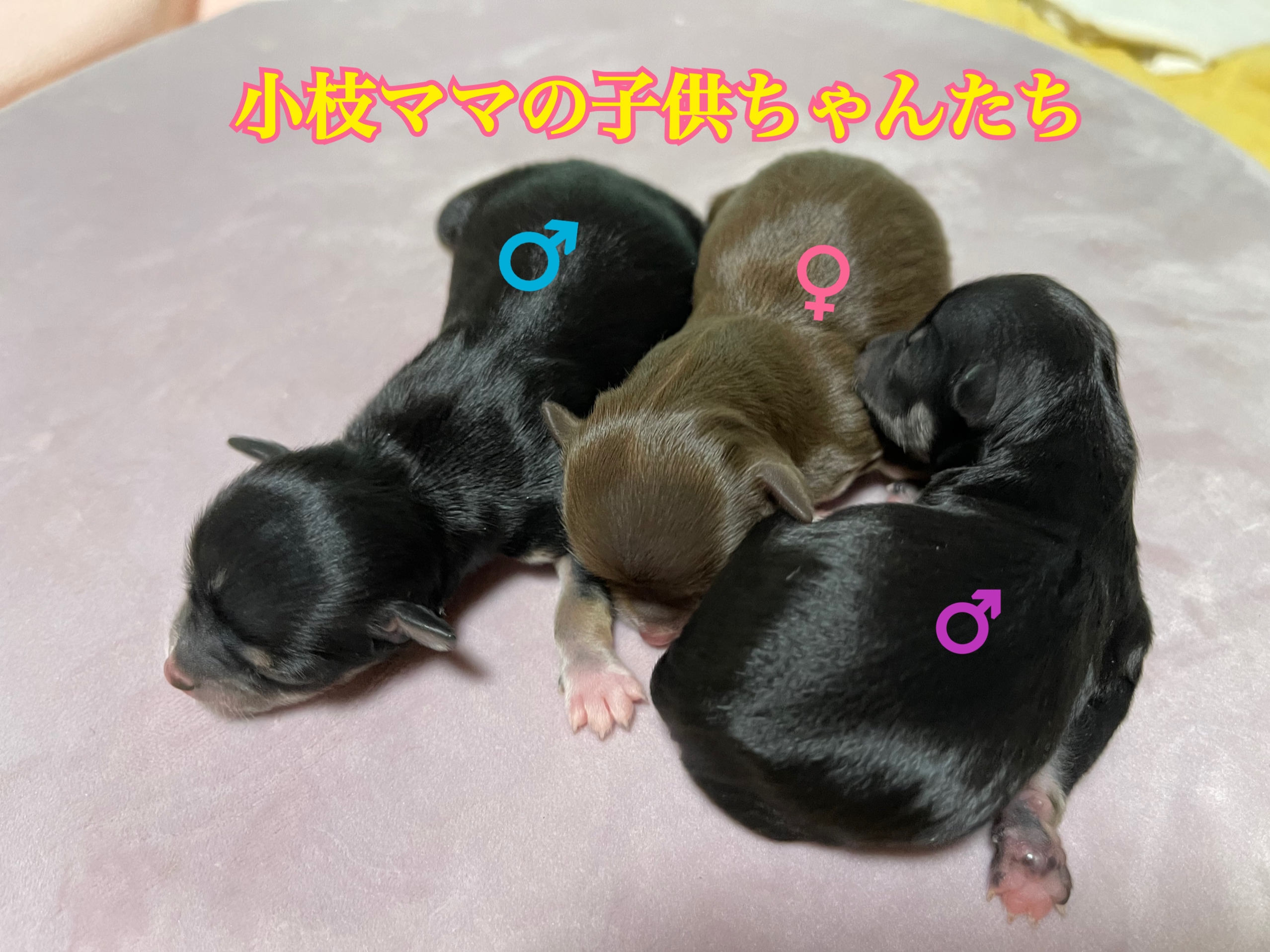 チワワ 自家繁殖 仔犬 チョコレート&タン