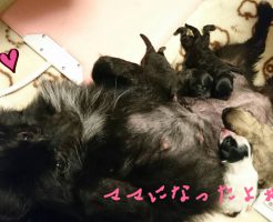 ポメラニアン　出産　ブラック　仔犬