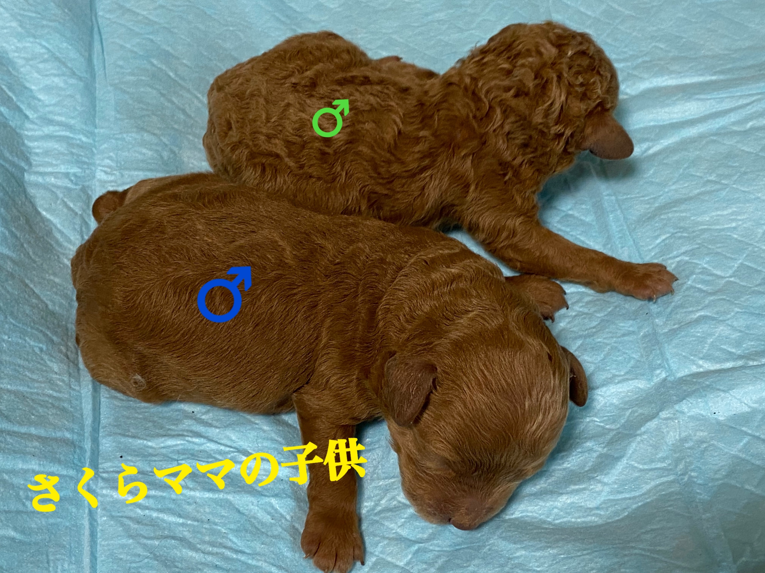 トイプードル 自家繁殖 レッド 仔犬 仔犬販売