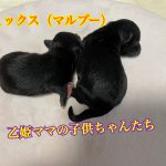 mix犬 ミックス犬 マルプー 男の子 仔犬販売