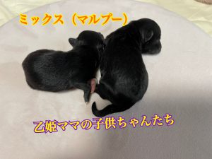 mix犬　ミックス犬　マルプー　男の子　仔犬販売