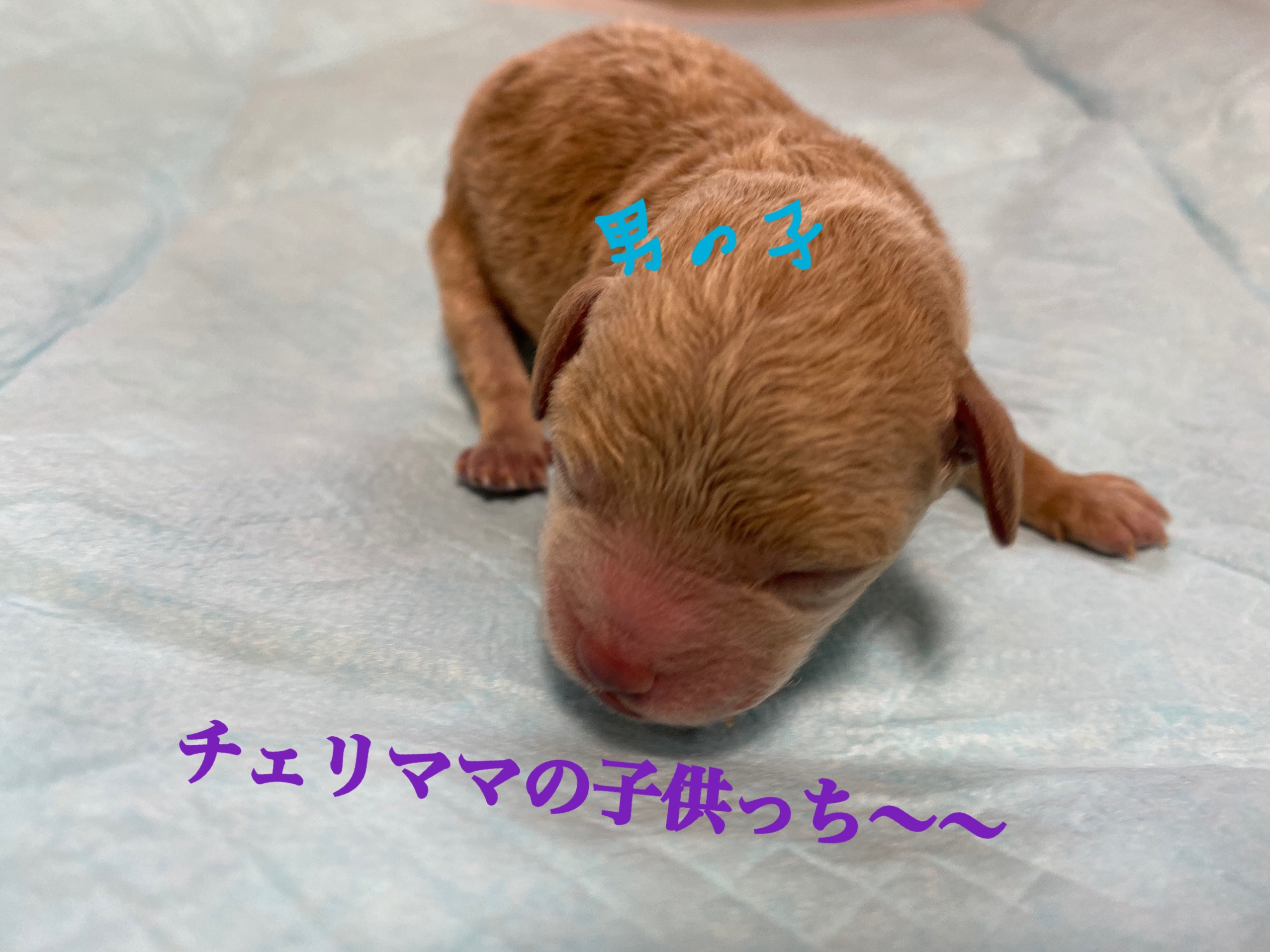 トイプードル アプリコット 男の子