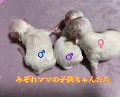 マルチーズ　仔犬販売