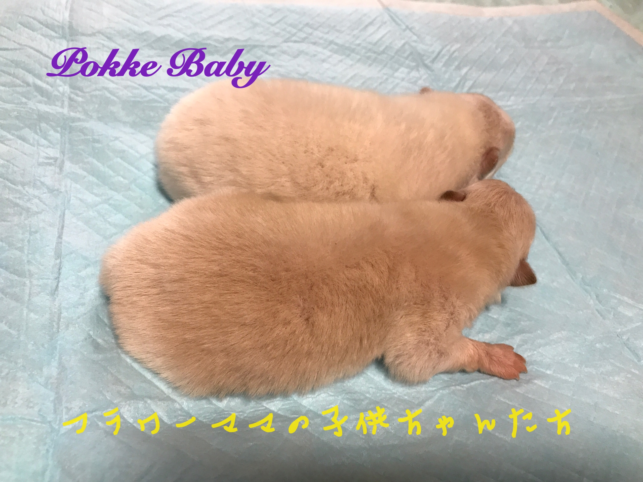 ポメラニアン クリーム 自家繁殖 子犬販売