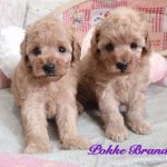 トイプードル アプリコット 仔犬