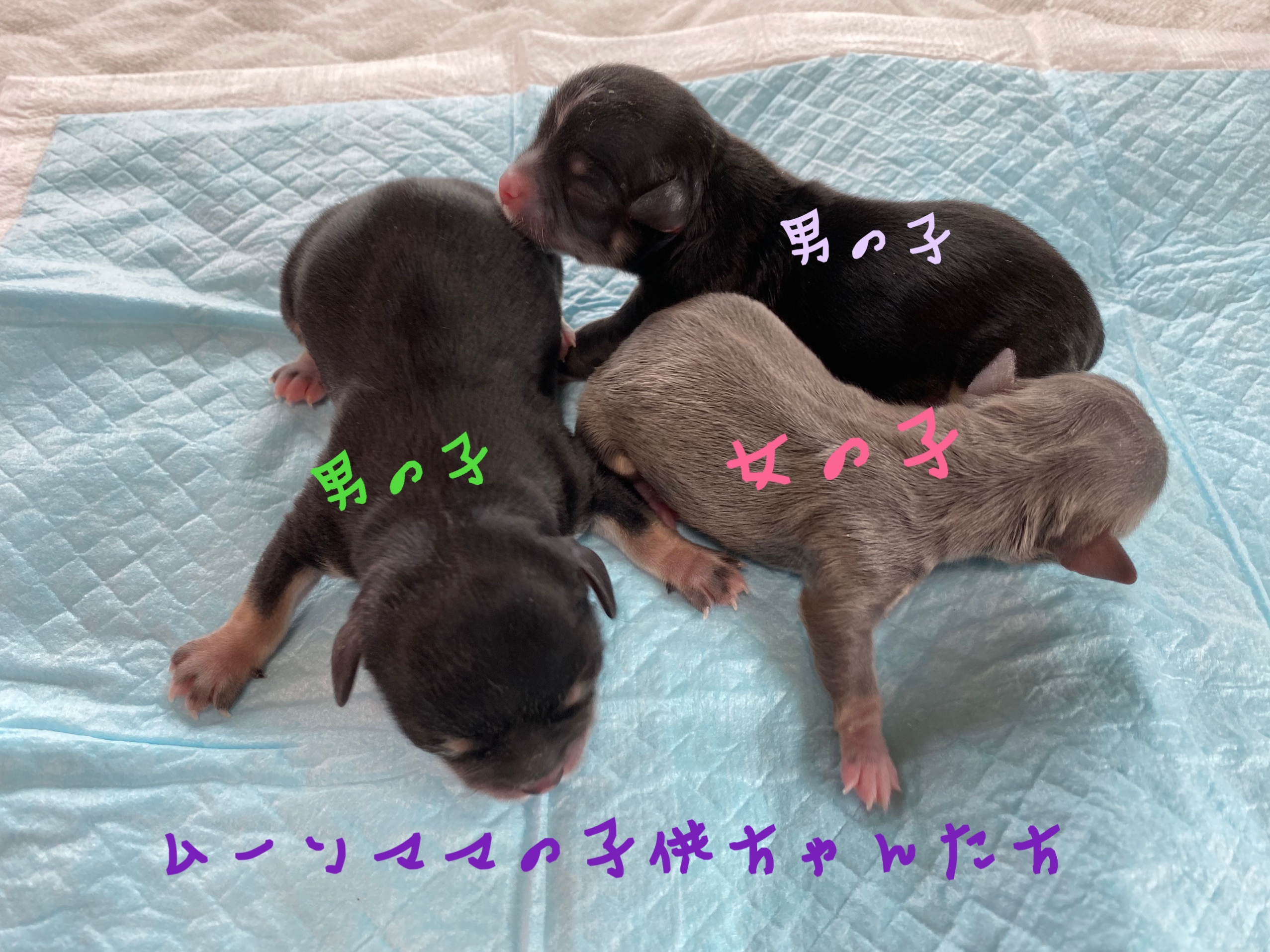 チワワ 自家繁殖 子犬販売