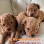 トイプードル アプリコット 自家繁殖