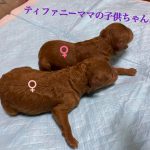 トイプードル レッド 小ぶりサイズ 女の子