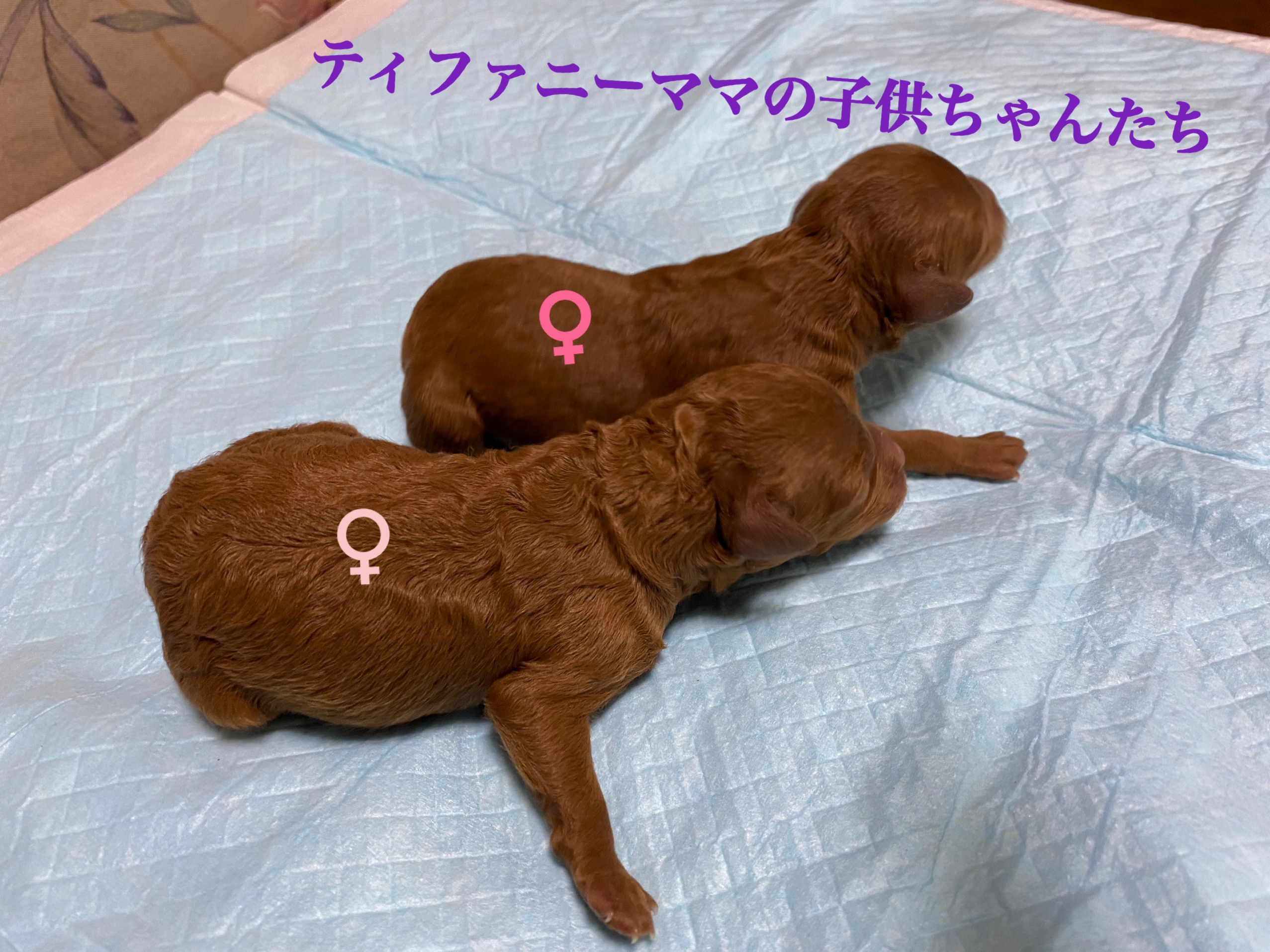 トイプードル レッド 小ぶりサイズ 女の子