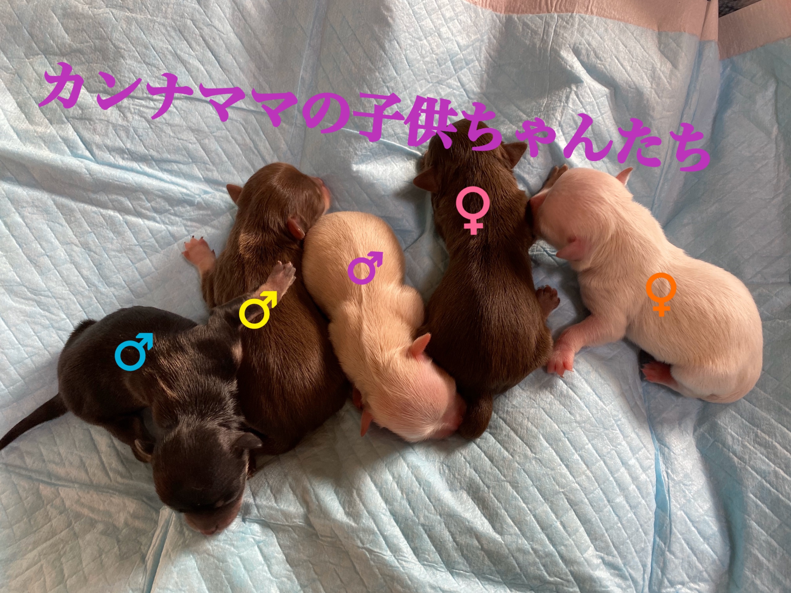 チワワ 自家繁殖