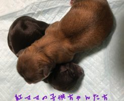 チワワ　フォーン　仔犬販売　自家繁殖