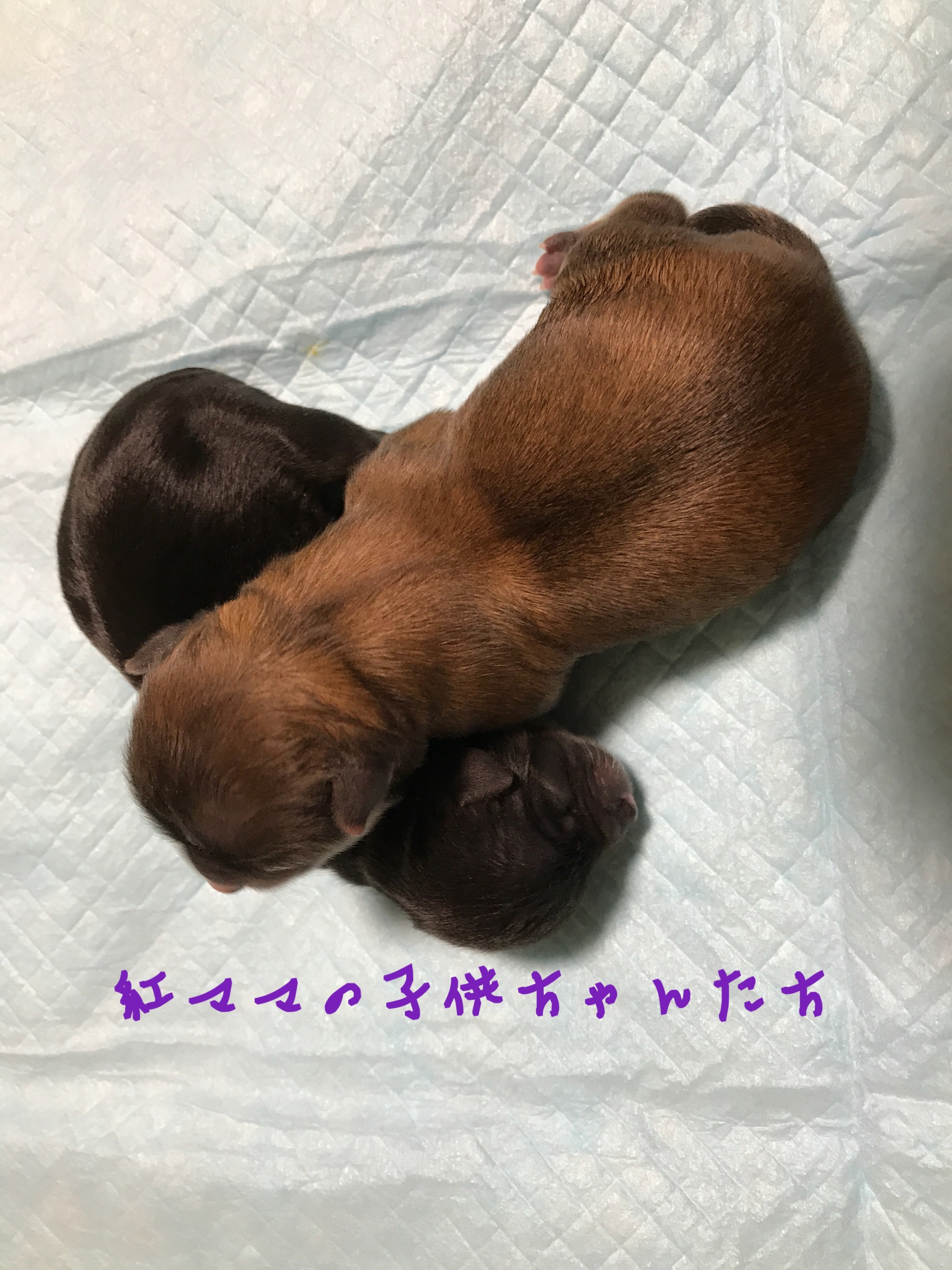 チワワ フォーン 仔犬販売 自家繁殖